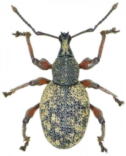 Réf. 242 100 : Otiorhynchus cancellatus